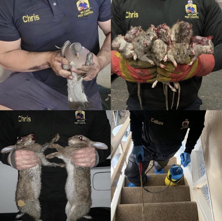 Home We Care Pest Control Hull