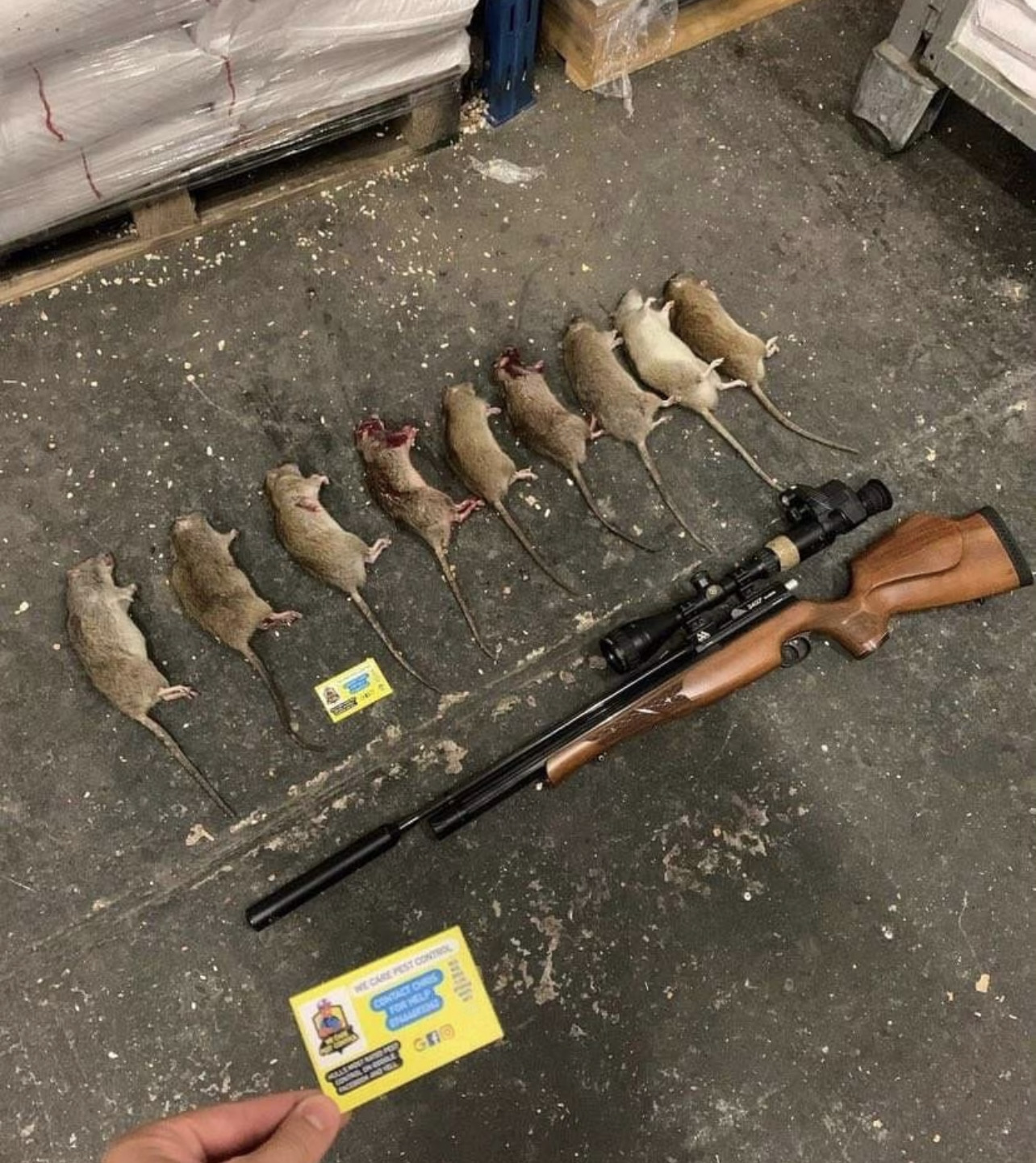 Gallery We Care Pest Control Hull