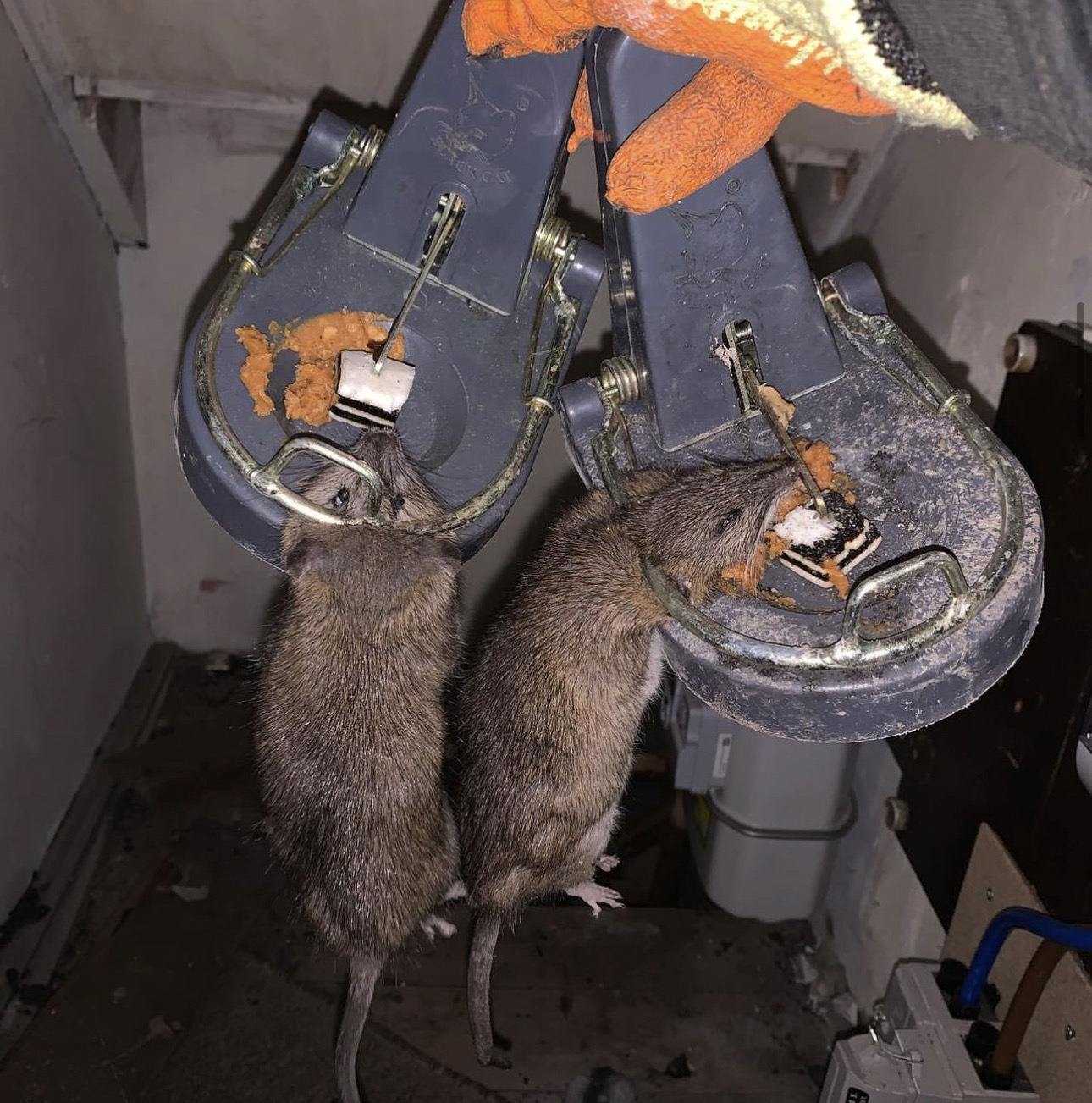 Gallery We Care Pest Control Hull