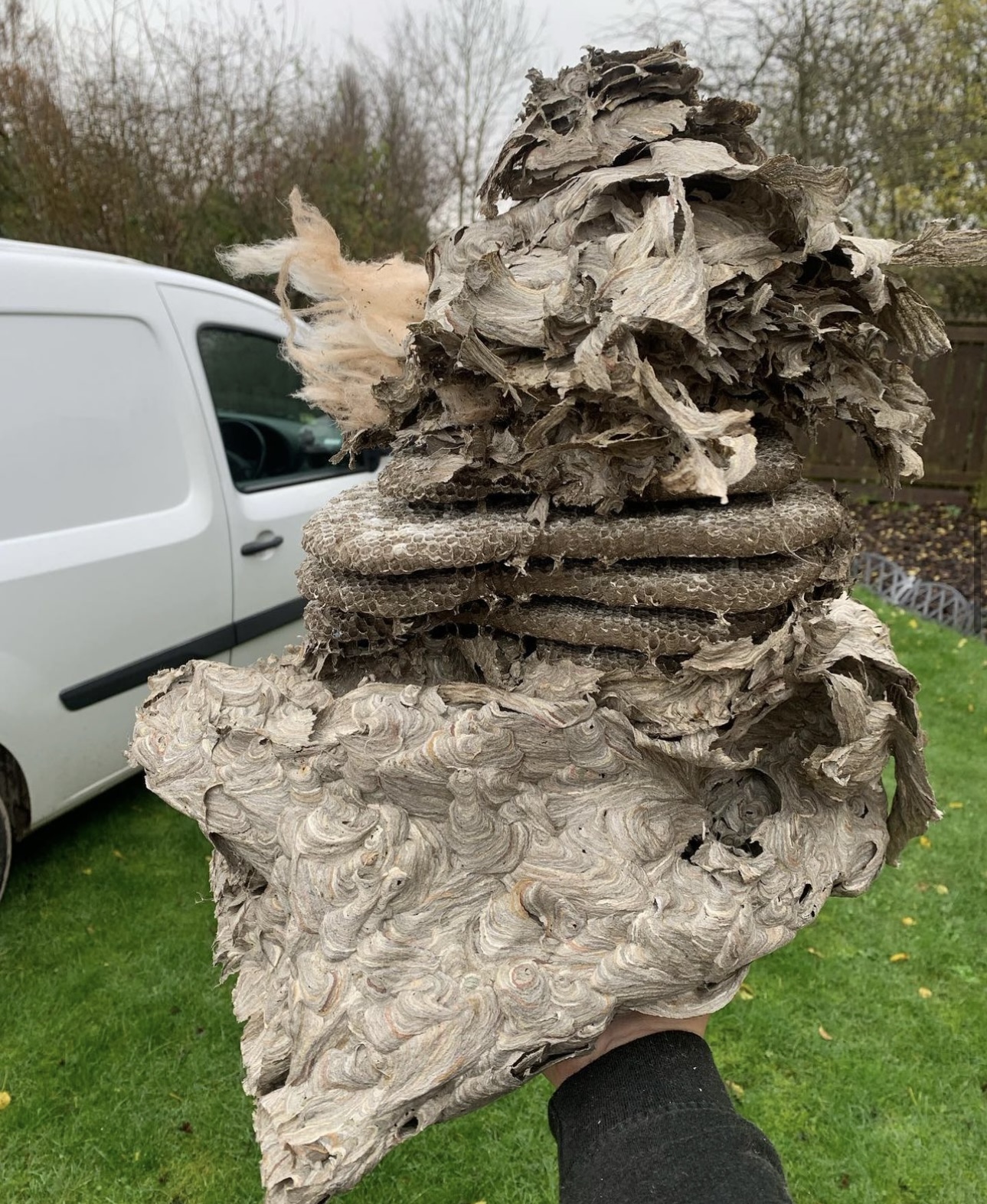 Gallery We Care Pest Control Hull